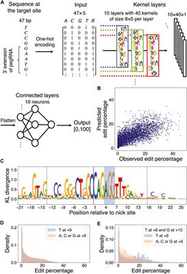 Chromatin structure and context-dependent sequence features control prime editing efficiency